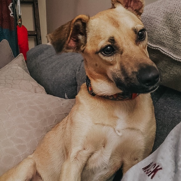 Meet your Posher, Mackenzie - Picture 1 of 1